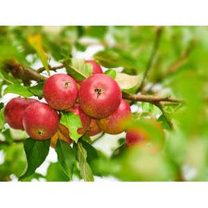 Jabloň domáca (Malus domestica) ´ŠAMPIÓN RENO 2´ - zimná, výška 120-150 cm, voľnokorenná 